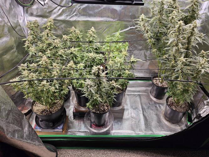 10 strains in a 2x4. Week 13