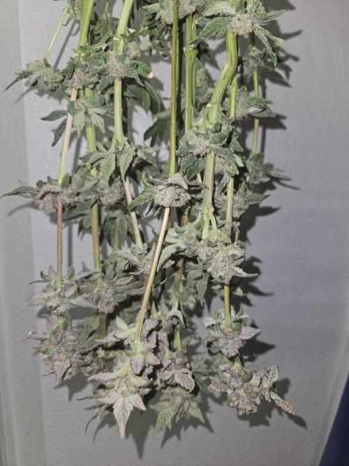 10 strains in a 2x4. Week 13 - GDP