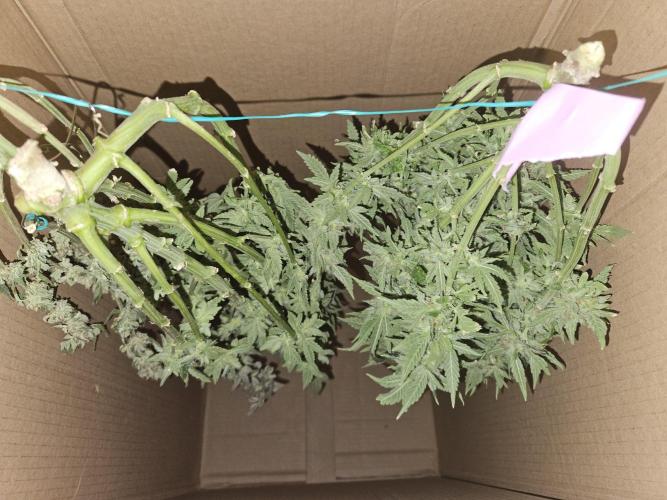 10 strains in a 2x4. Week 13 - GDP and Purest Indica #2