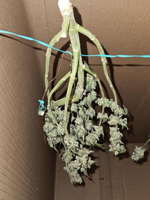 10 strains in a 2x4. Week 13 - Do-Si-Dos