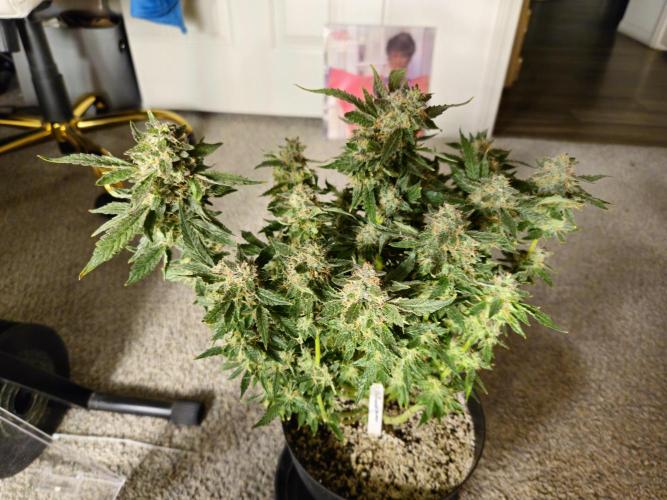 10 strains in a 2x4. Week 14