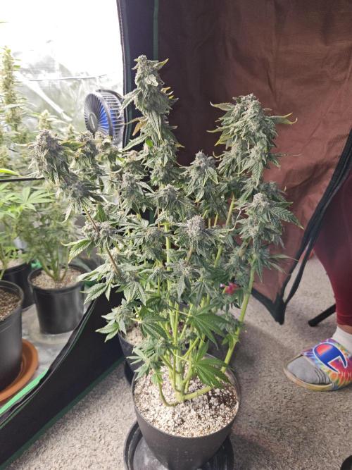 10 strains in a 2x4. Week 14