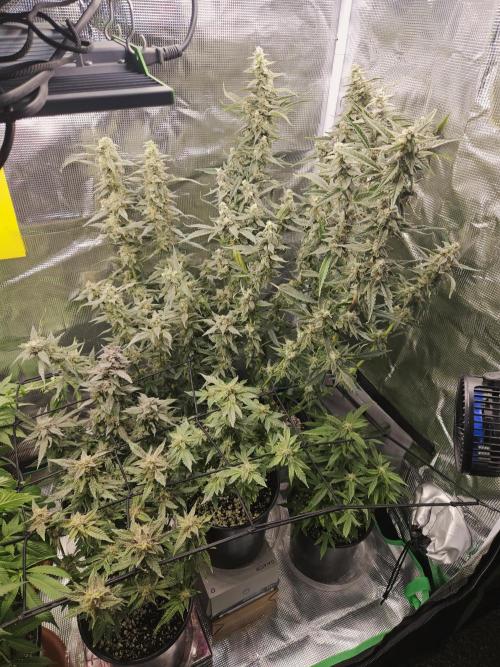 10 strains in a 2x4. Week 14