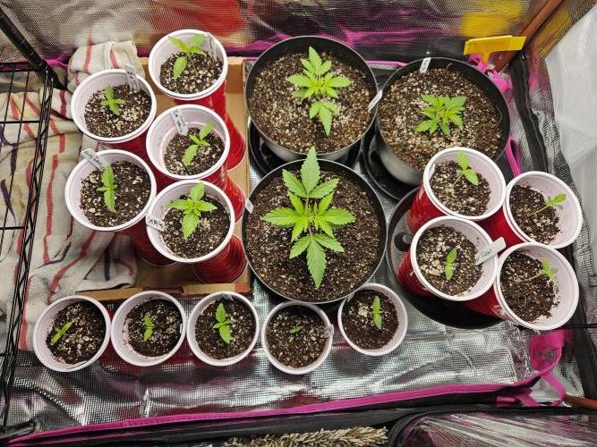10 strains in a 2x4. Week 3 - The gangs all here! Next week, you should see many of these solo cups in one gal