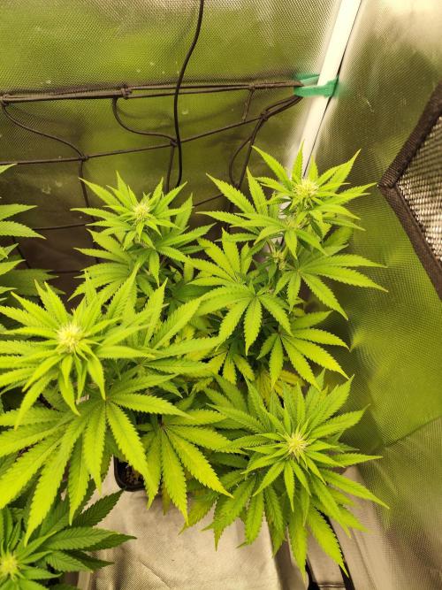 Growboys Diary Nr 1.. Week 2