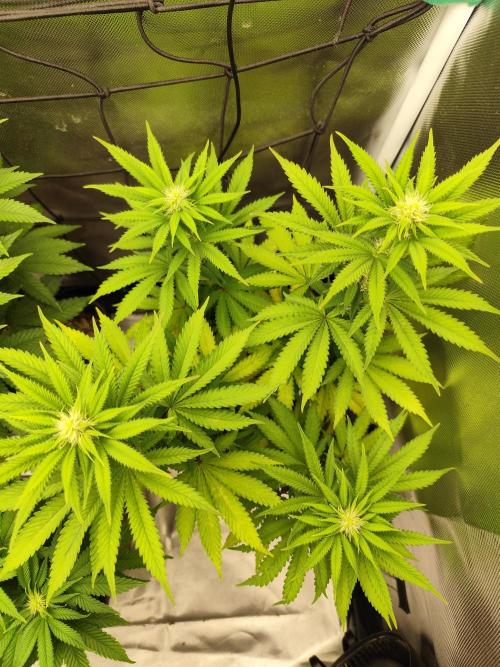 Growboys Diary Nr 1.. Week 2