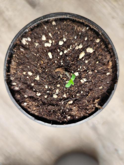 Growboys Diary Nr 2.. Week 0 - Heute Morgen etwa um 3 Uhr war es soweit.