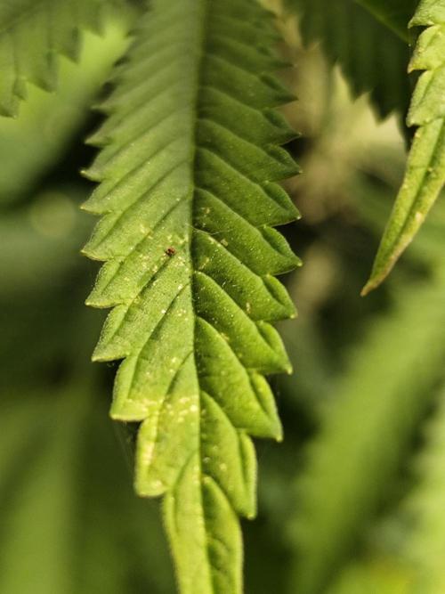 Growboys Diary Nr 1.. Week 3