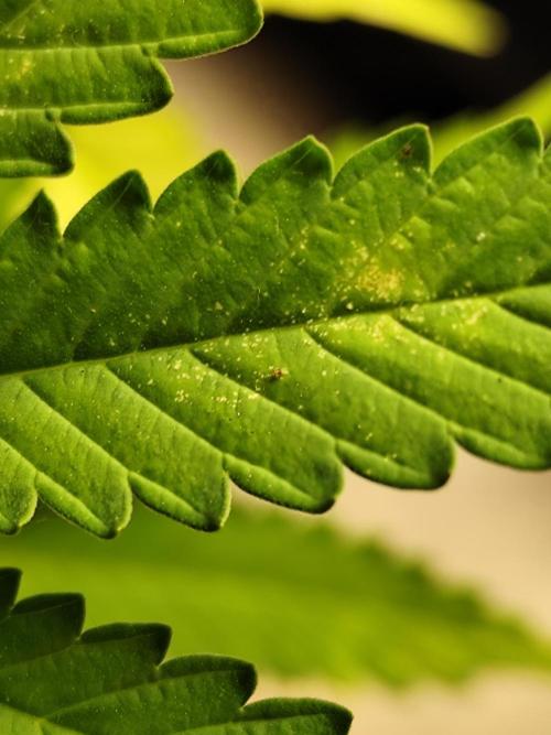 Growboys Diary Nr 1.. Week 3 - Blattläuse 