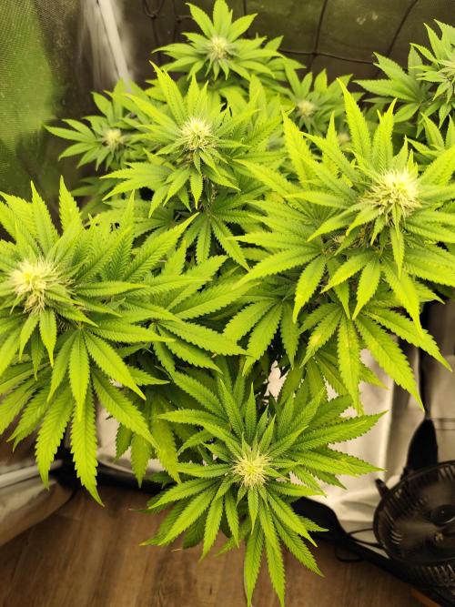 Growboys Diary Nr 1.. Week 3