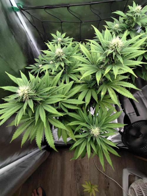 Growboys Diary Nr 1.. Week 3