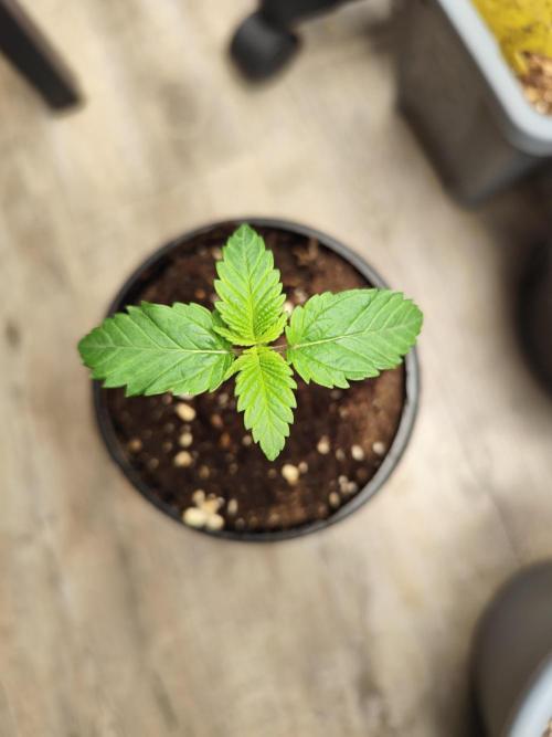 Growboys Diary Nr 2.. Week 2 - Gute Farbe. Könnte einbisschen mehr Luftfeuchte haben.