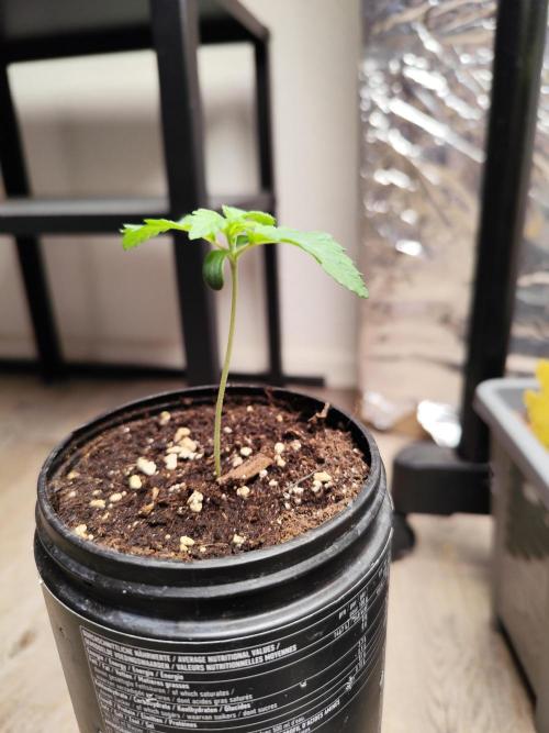 Growboys Diary Nr 2.. Week 2 - Die Breite sieht auch gut aus.