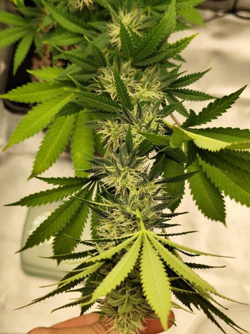 Growboys Diary Nr 1.. Week 4