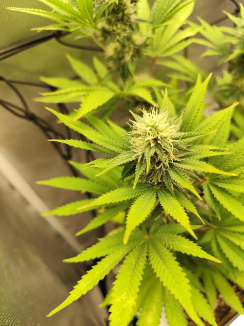 Growboys Diary Nr 1.. Week 4 - Entwickeln sich sehr gut 💪🏼