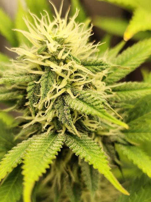 Growboys Diary Nr 1.. Week 4