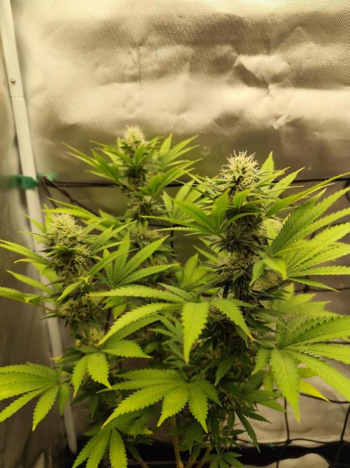 Growboys Diary Nr 1.. Week 4 - Clean 👌