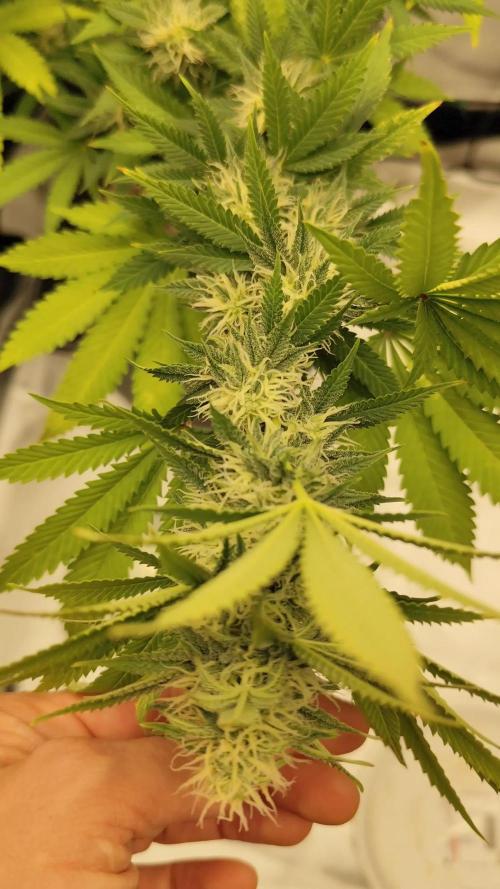 Growboys Diary Nr 1.