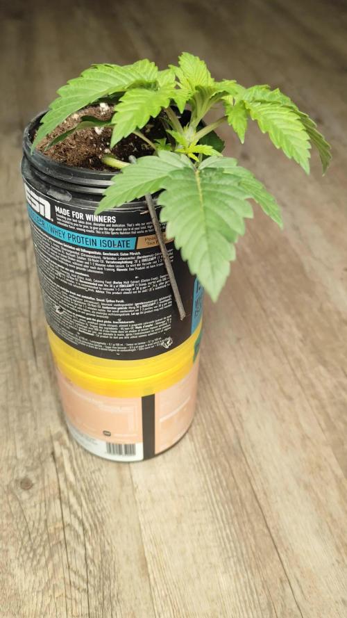 Growboys Diary Nr 2.