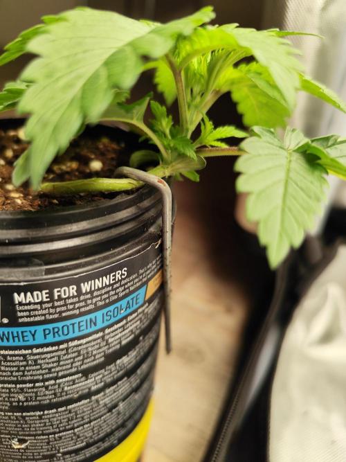 Growboys Diary Nr 2.. Week 3