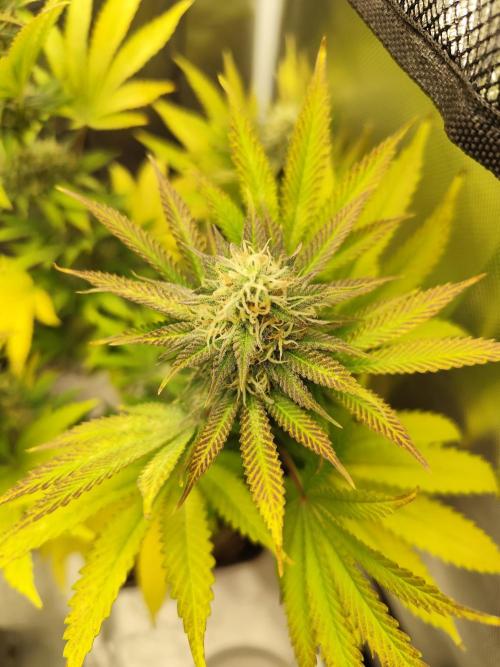 Growboys Diary Nr 1.. Week 5 - Purple fängt an 