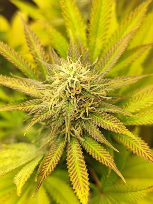 Growboys Diary Nr 1.. Week 5 - Die Buds entwickeln sich Gut.