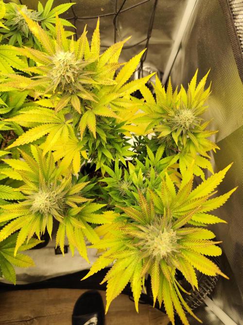 Growboys Diary Nr 1.. Week 5 - Blätter einbisschen nach Oben. 