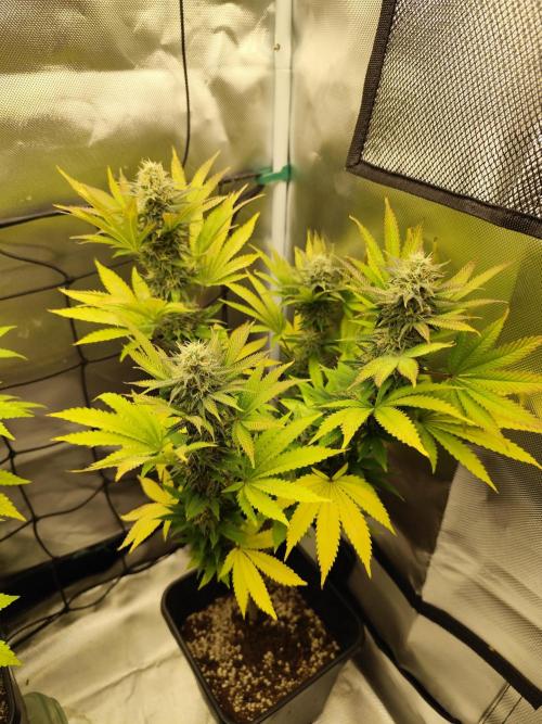 Growboys Diary Nr 1.. Week 5