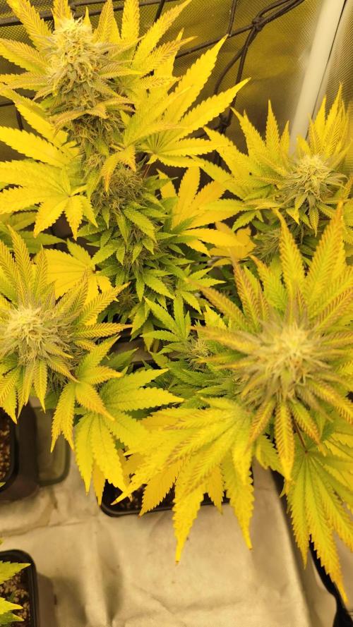 Growboys Diary Nr 1.