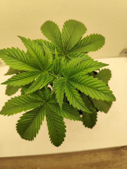 Growboys Diary Nr 2.. Week 4