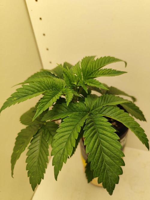 Growboys Diary Nr 2.. Week 4