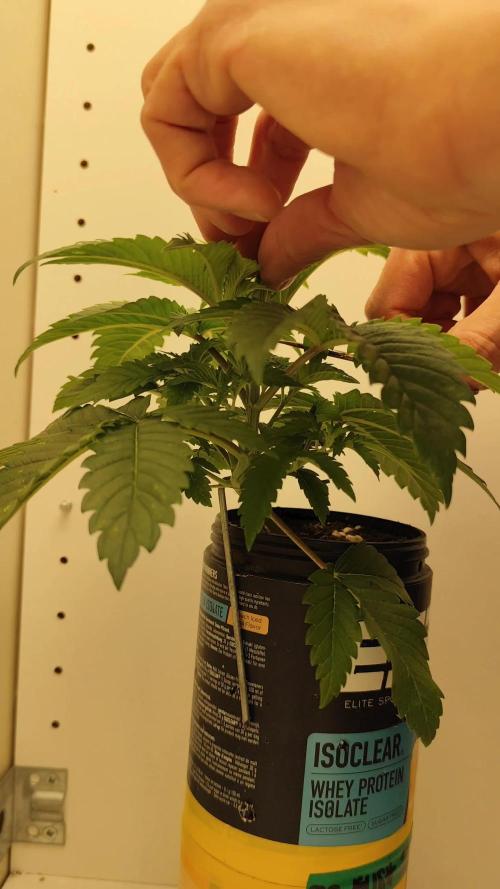 Growboys Diary Nr 2.