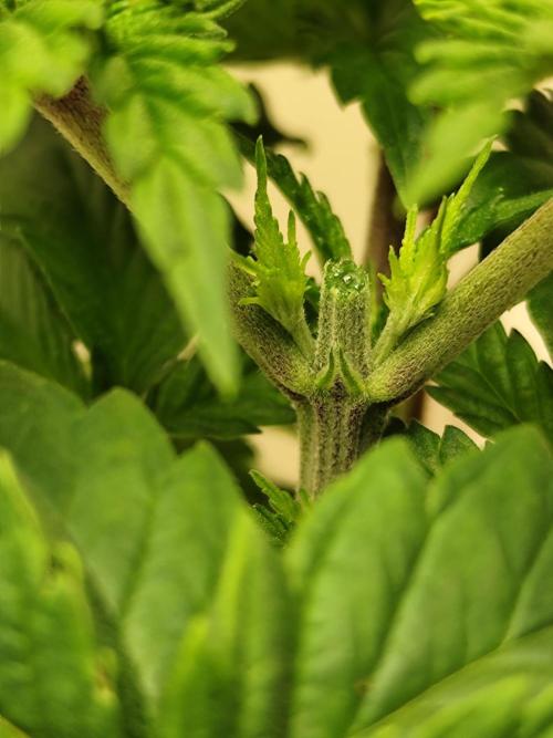 Growboys Diary Nr 2.. Week 4