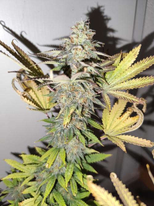 Growboys Diary Nr 1.. Week 6