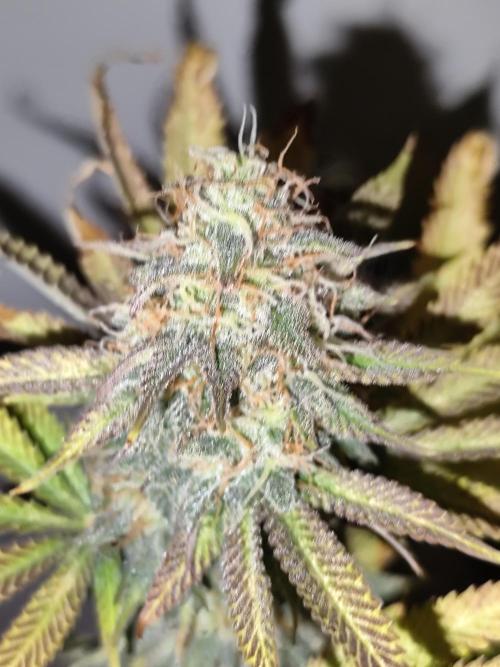 Growboys Diary Nr 1.. Week 6