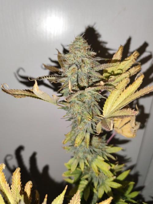 Growboys Diary Nr 1.. Week 6