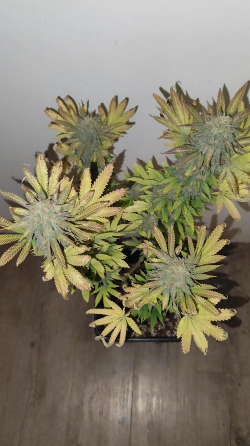 Growboys Diary Nr 1.