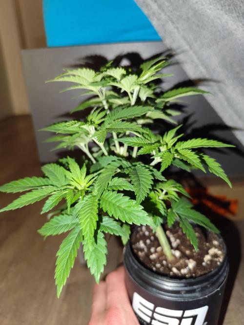 Growboys Diary Nr 2.. Week 5