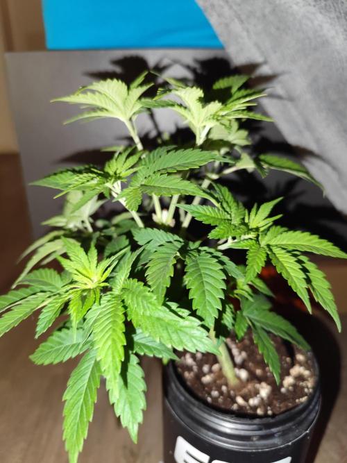 Growboys Diary Nr 2.. Week 5