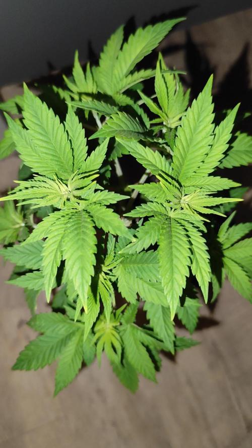 Growboys Diary Nr 2.