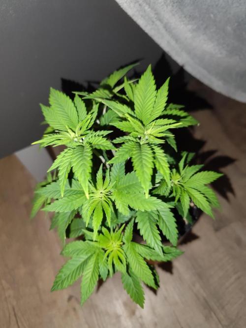 Growboys Diary Nr 2.. Week 5