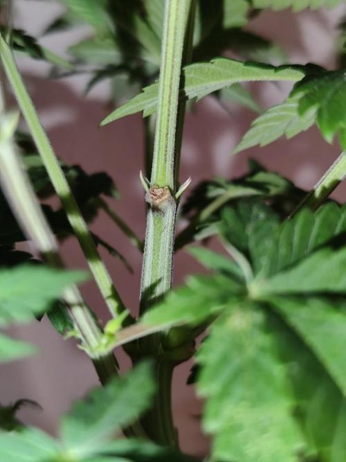 Growboys Diary Nr 2.. Week 6