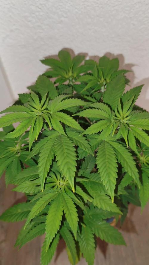 Growboys Diary Nr 2.