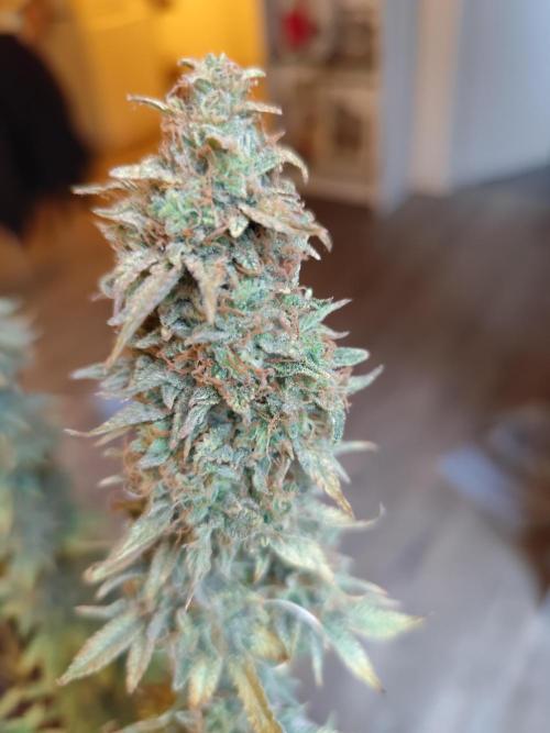 Growboys Diary Nr 1.. Week 8