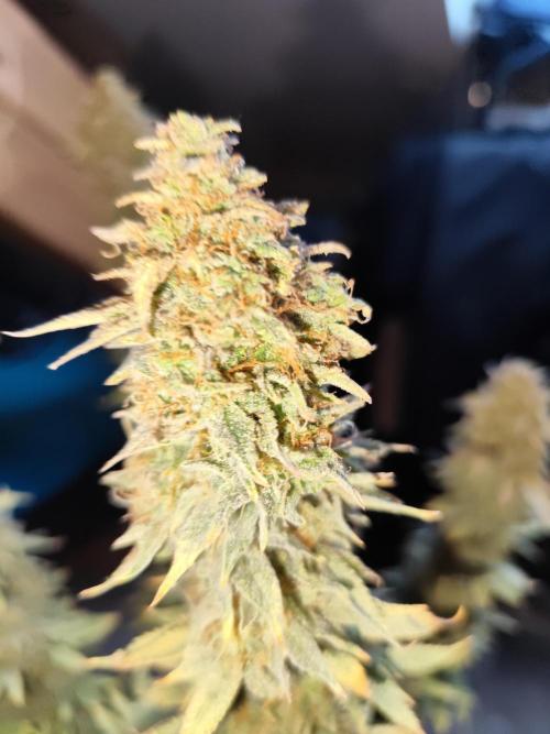 Growboys Diary Nr 1.. Week 8