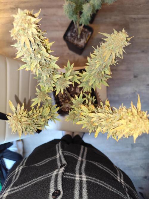 Growboys Diary Nr 1.. Week 8