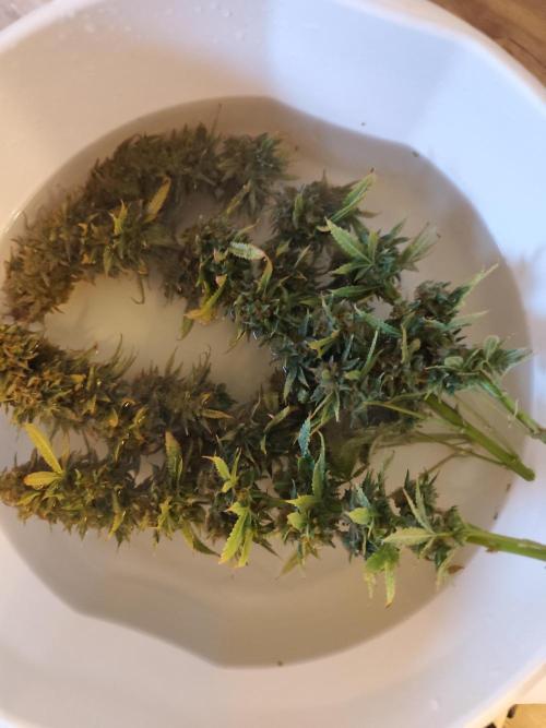 Growboys Diary Nr 1.. Week 8