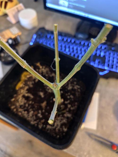 Growboys Diary Nr 1.. Week 8