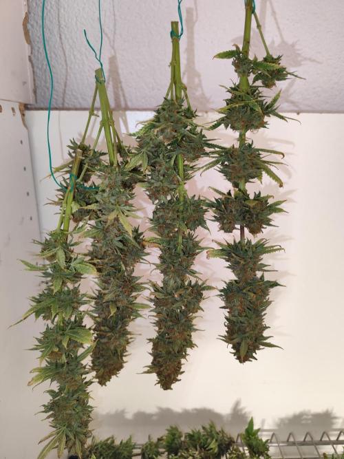 Growboys Diary Nr 1.. Week 8