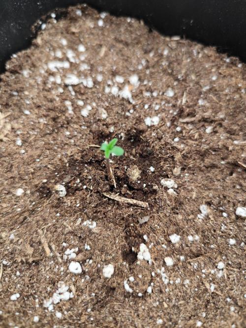 Growboys Diary Nr. 3. Week 1